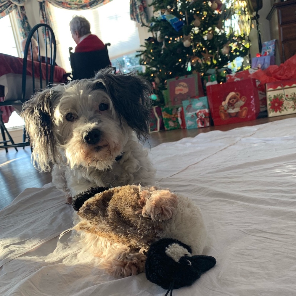 Meet your Posher, Elise